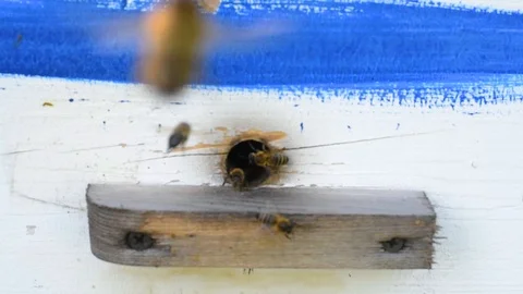 Bees collect nectar in summer and carry it to the hive Stock Footage 92237771