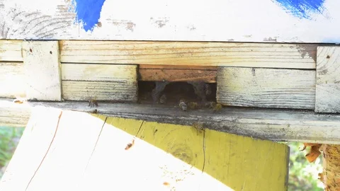 Bees collect nectar in summer and carry it to the hive Video stock 92483567