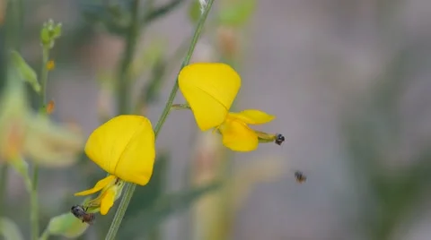 Bees collect nectar from Sunn hemp flower Stock Footage 61058761