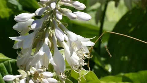Bees collect nectar from a white flower Stock Footage 157231853