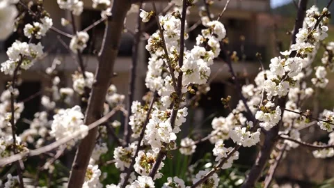 Bees collect nectar from white flowers of cherry blossoms in the garden Video stock 279040748