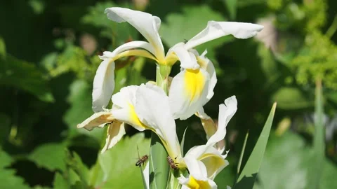 Bees collect nectar from white iris flowers Stock Footage 248438364