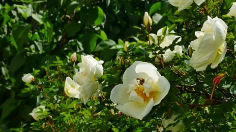 Bees collect nectar on white roses. 스톡 동영상 155288449