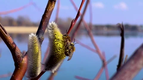 Bees collect nectar from willows in spring Stock Footage 331680948