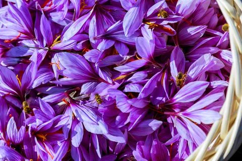 Bees collect nectarines on saffron crocus flowers. Stock Photos
