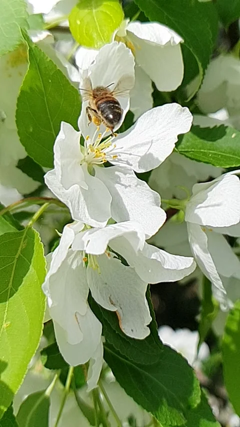 Bees collect pollen from apple tree flowers in macro Video stock 201935551