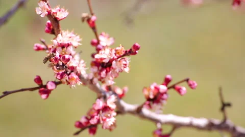 Bees collect pollen on apricot tree blossoms in the early spring seasons Stock Footage 173606379