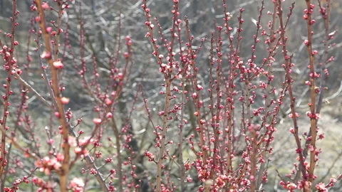Bees collect pollen on apricot tree blossoms in the early spring seasons Stock Footage 173606807
