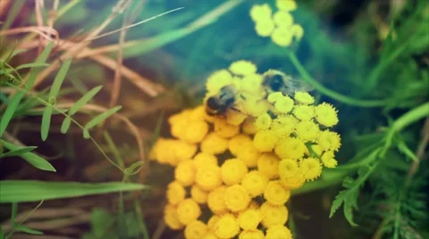 Bees collect pollen from a beautiful yellow flower. Summer. Macro shooting. Stock Footage 50092974