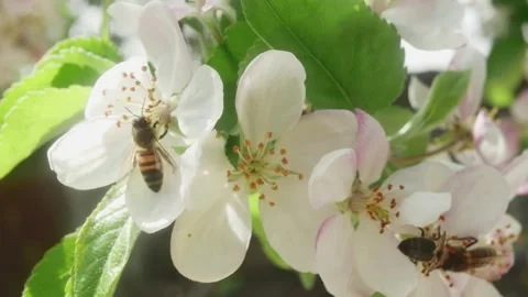 Bees collect pollen on blooming, spring apple tree flowers, close-up Vídeos de archivo 187697656
