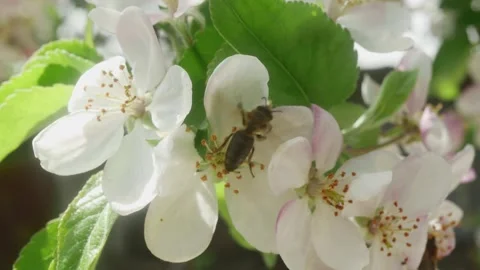 Bees collect pollen on blooming, spring apple tree flowers Видео 187697811