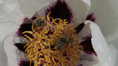 Bees collect pollen Stock Footage 75584258