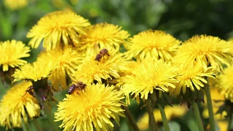 Bees collect pollen Stock Footage 147385580