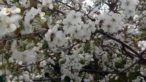 Bees collect pollen Stock Footage 286217845