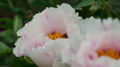 Bees collect pollen. Insects sit on a flower Stock Footage