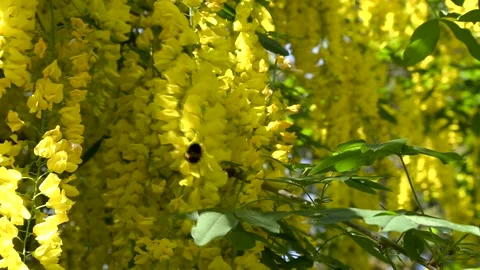 Bees collect pollen from a laburnum tree in full flower Vidéo 155332806