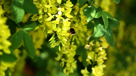 Bees collect pollen from a laburnum tree in full flower Stock Footage 155332827
