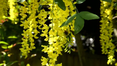 Bees collect pollen from a laburnum tree in full flower Stock Footage 155332868