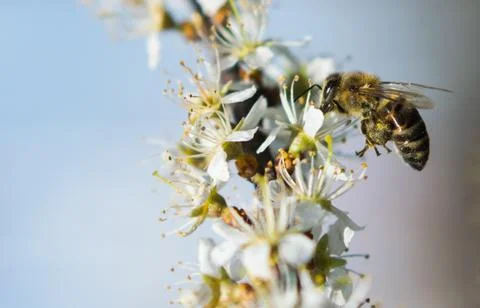 The bees collect pollen Stock Photos