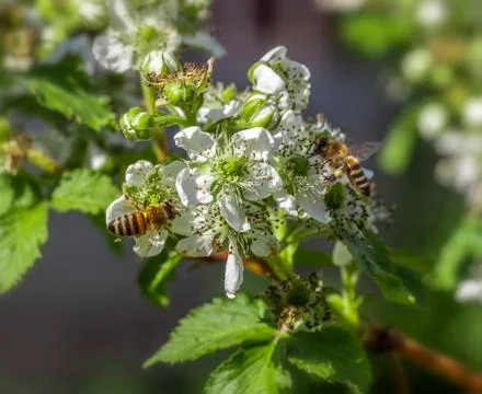 Bees collect pollen Stock Photos