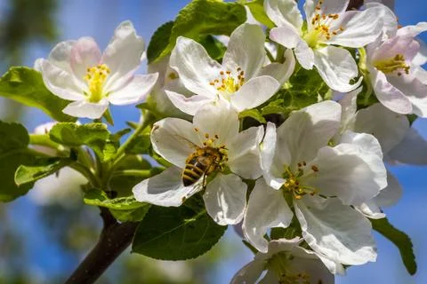 Bees collect pollen Stock Photos
