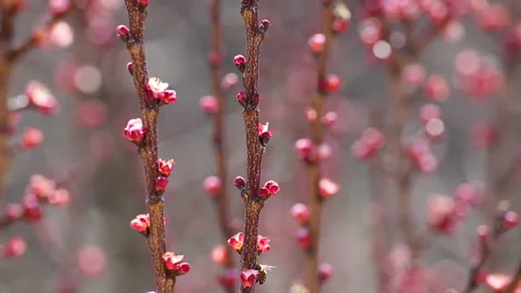 Bees collect pollen on pink blossoms in the early spring seasons Stock Footage 173606801