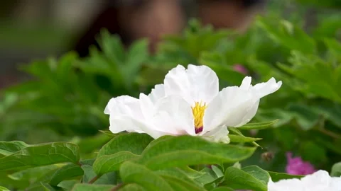 Bees collect pollen in the stamens of blooming peonies Stock Footage 308164792