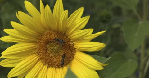 Bees collect pollen, sunflower close up, 4K Stock Footage 222249705
