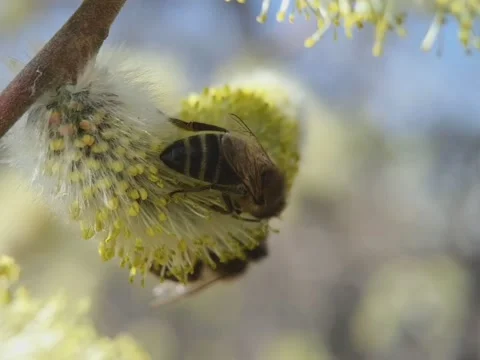 Bees collect pollen from willow flowers in macro Stock Footage 158941589