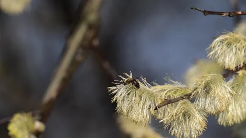 Bees collecting the first nectar of the year from a willow tree Stock Footage 331063514