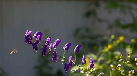 Bees collecting flower pollen Video stock 67514955