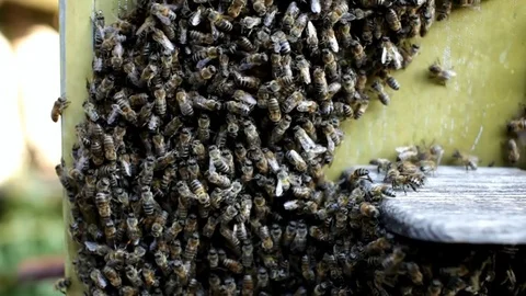 Bees collecting honey. Bees drain honey Stock Footage