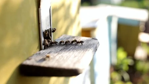 Bees collecting honey. Bees drain honey Stock Footage 77996496