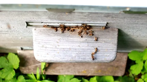 Bees collecting honey Stock Footage 77997221