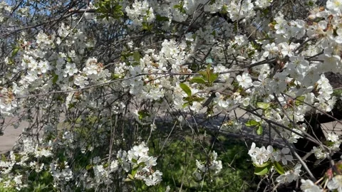 Bees Collecting Honey Video stock 337350696