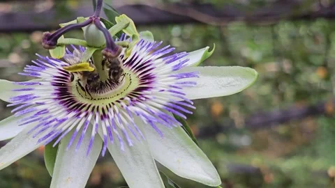 Bees collecting necta Stock Footage 296846862