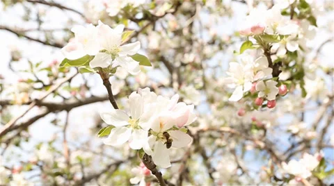 Bees collecting nectar from a blooming tree, pink blossoms Stock Footage 37726940