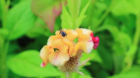 Bees collecting nectar from flower Stock Footage 53308705