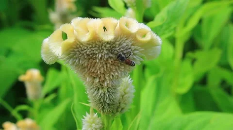 Bees collecting nectar from flower Stock Footage 53309532