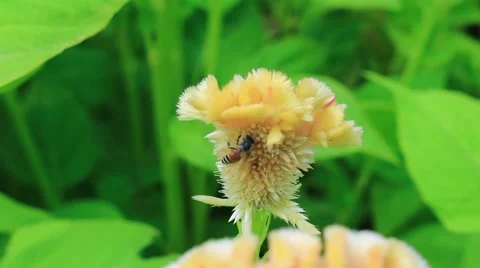 Bees collecting nectar from flower Stock Footage 53309614