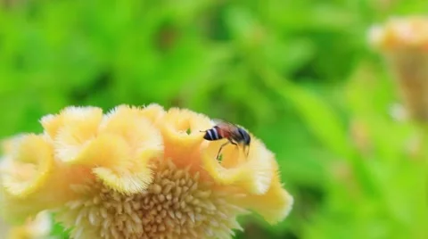 Bees collecting nectar from flower Stock Footage 53310257