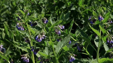 Bees Collecting Nectar from Flowers Stock Footage 42462038