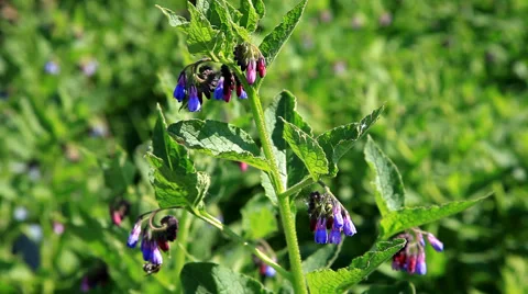 Bees Collecting Nectar from Flowers Stock Footage 42463721