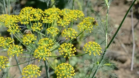 Bees collecting nectar Stock Footage 7140776