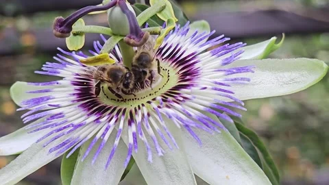 Bees collecting nectar  Stock Footage 296849331