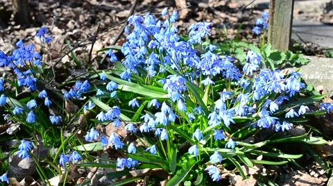 Bees collecting nectar or pollen from Siberian squill Stock Footage 49035151