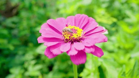 Bees collecting nectar pollen on spring. Close up of honey bees. 스톡 동영상 244858185