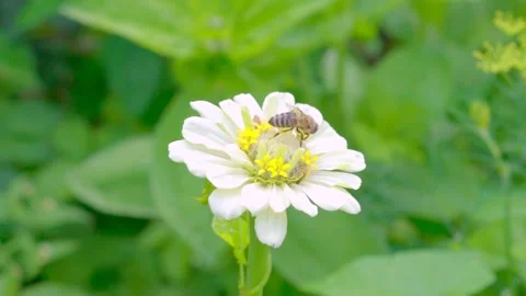 Bees collecting nectar pollen on spring. Close up of honey bees. 스톡 동영상 244858218