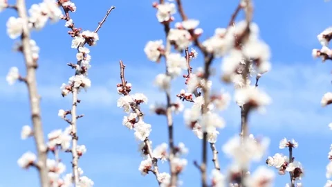 Bees collecting nectar in spring Video stock 88358812