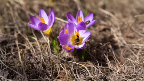 Bees collecting nectar on spring violet crocus flowers. Slow motion Stock Footage 88329711